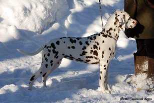 Snezhnaya Melodya s Nevskih Ostrovov | Dalmatian 