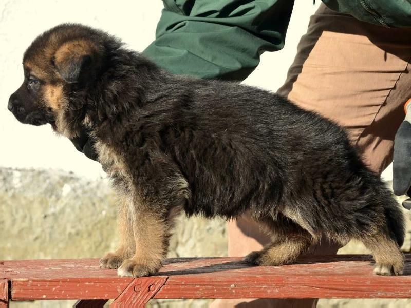 Armageddon von Seklerland | German Shepherd Dog 
