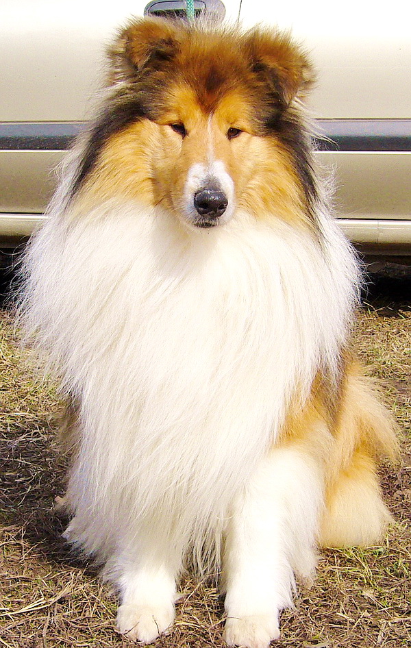 Laknest My Love | Rough Collie 