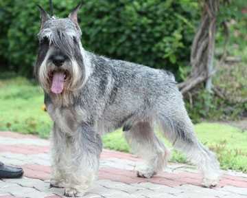 Zeus-Master Eldzh Hope | Standard Schnauzer 