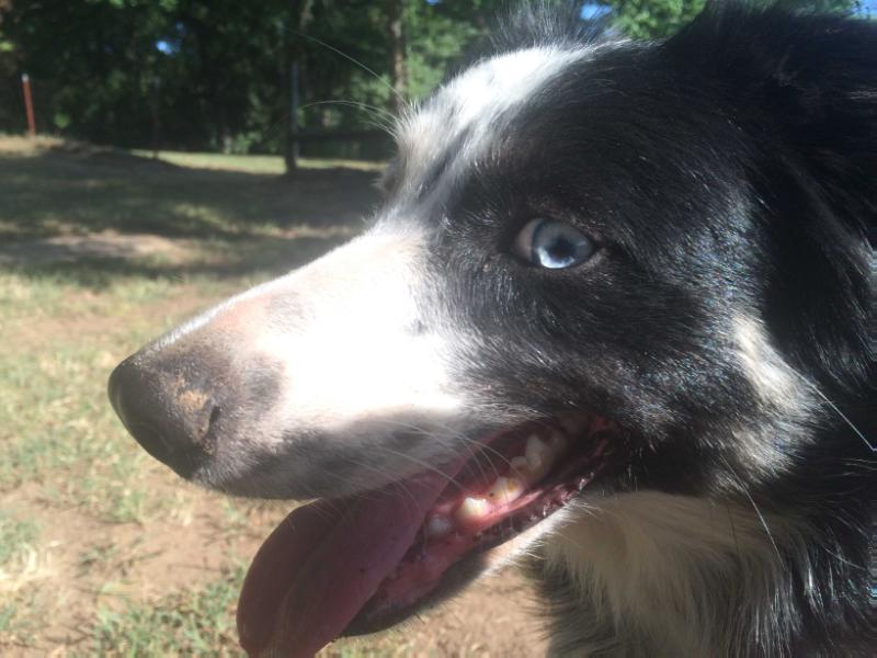 Distinctive Cu'Sith Ella | Border Collie 