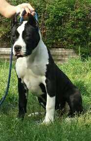 Shake Yuma Black Gold | American Staffordshire Terrier 