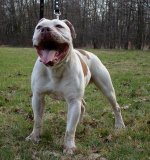 Ironbull's conan | Olde English Bulldogge 