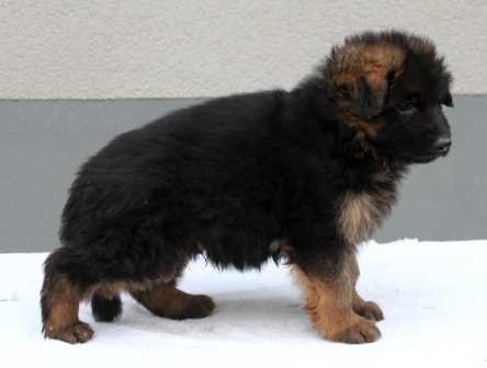 Thor von der Zenteiche | German Shepherd Dog 