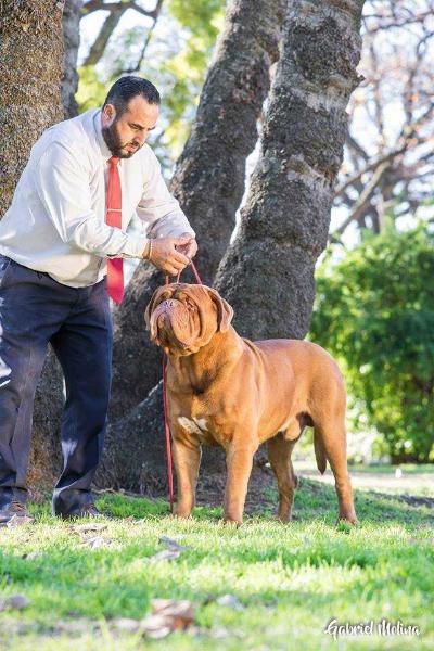 Buddy Z Orisku | Dogue de Bordeaux 