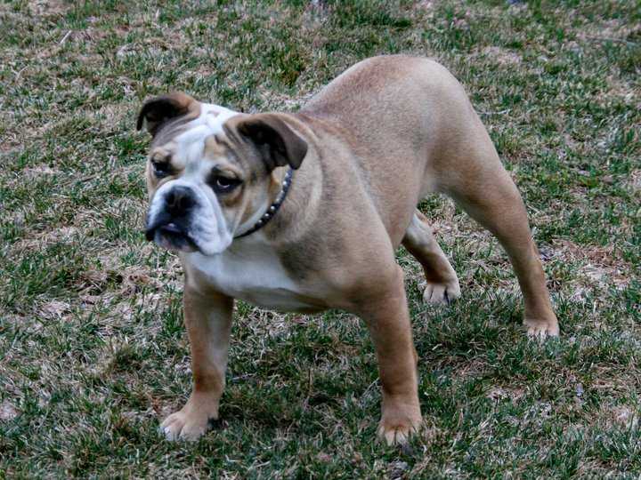 Allot of Bully Juliet | Olde English Bulldogge 