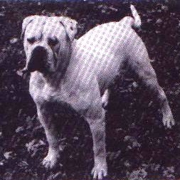 Rice's Casper(AB) | Olde English Bulldogge 