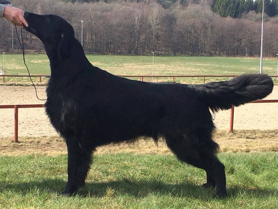 Whizzbang’s Billi Bi | Flat-Coated Retriever 