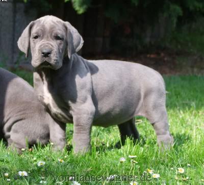 Dinka Vom Hause Wagner | Great Dane 