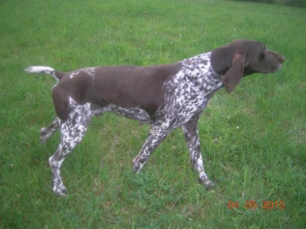 Caid de la Diane du Drouvenant | German Shorthaired Pointer 