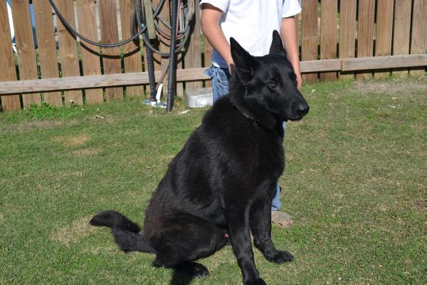 B-Air  KB Breaux | German Shepherd Dog 