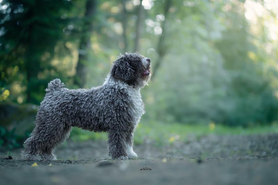 Don't Tell Mama de Sinkovic | Spanish Water Dog 