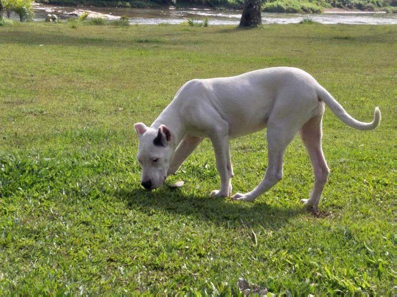 MALEVA CORDOBA DEL IGUAZU | Argentine Dogo 