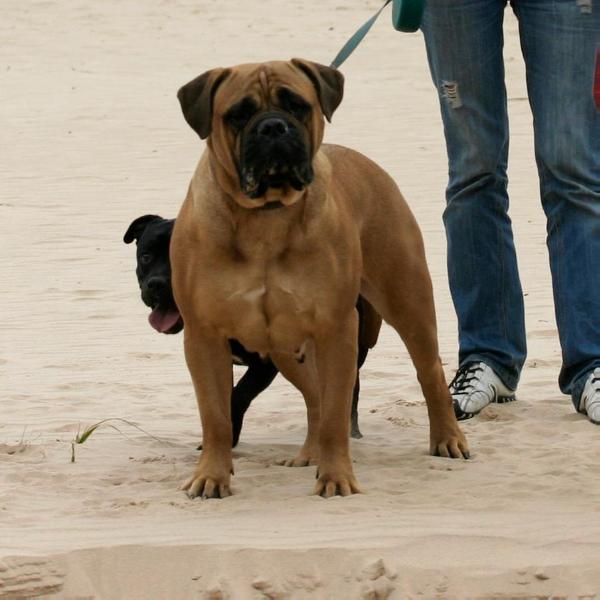 Vladyka moskovii mercedes red you like me | Bullmastiff 