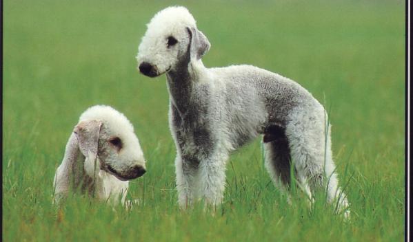 Stanolly Shooting Star | Bedlington Terrier 