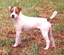 Fox Valley Rangler | Parson Russell Terrier 