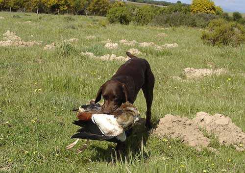 BHULISA GREAT KEI | German Shorthaired Pointer 