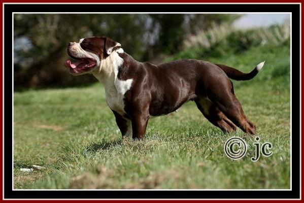 Empereur's Serial Koffie aka Nesquick | Olde English Bulldogge 