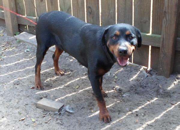 Prieta Rodriguez | Rottweiler 