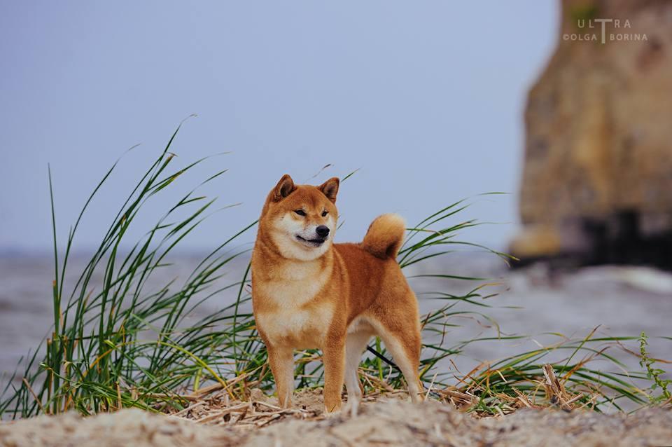 Handzimemesite  Ebisaburou | Shiba Inu 