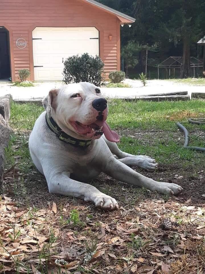 Thomley's Hammer | American Bulldog 