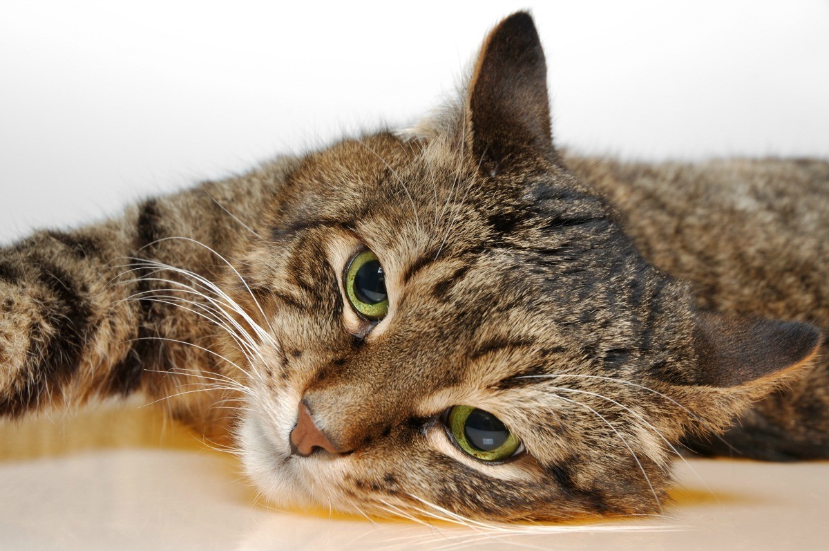 European Shorthair