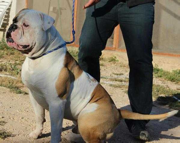 Massimo's HELLBOY | American Bulldog 