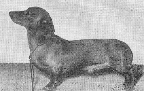 Shepherdsdene Sovereign | Dachshund 
