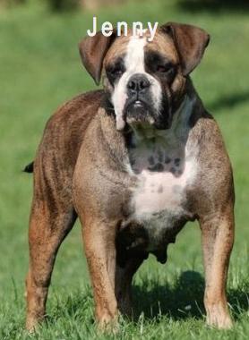 Ostergaard's Jenny | Olde English Bulldogge 