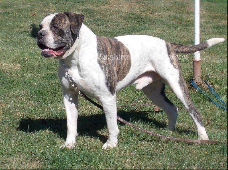 Bingham's Big Mother Trucker of Biggs | American Bulldog 