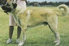 Kayan's Toraman | Anatolian Shepherd Dog 