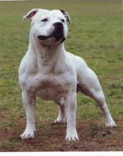 Neworder Bombe Alaska | Staffordshire Bull Terrier 