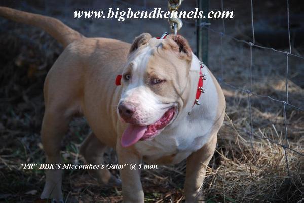 Bbk'S miccosukee'S gator | American Pit Bull Terrier 