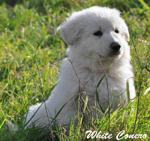 Casanova del White Conero | White Swiss Shepherd Dog 