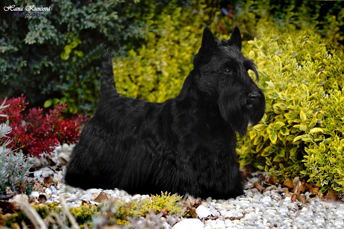 Don Dexigo Majesco | Scottish Terrier 