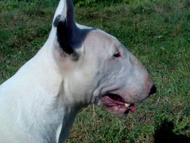 AURORA | Bull Terrier 