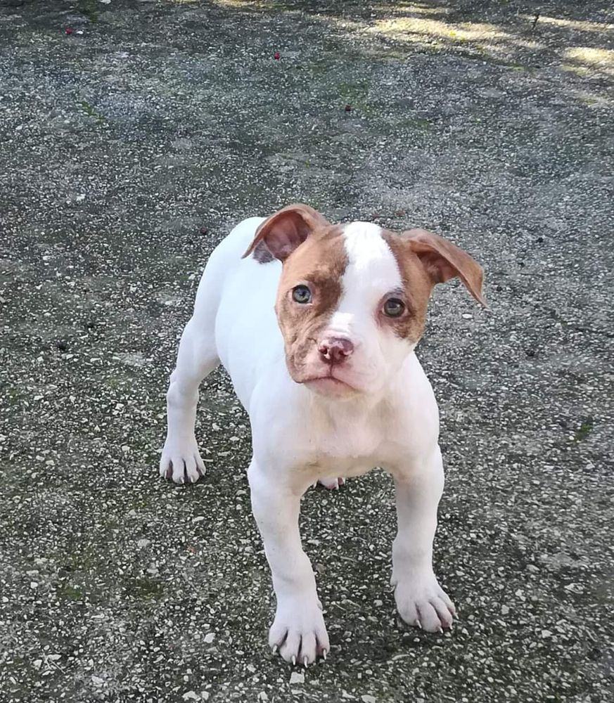 Danibull's Buba | American Bulldog 