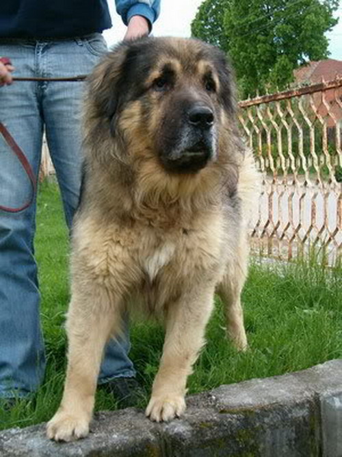 Šapi | Yugoslavian Shepherd Dog-Sarplaninac 