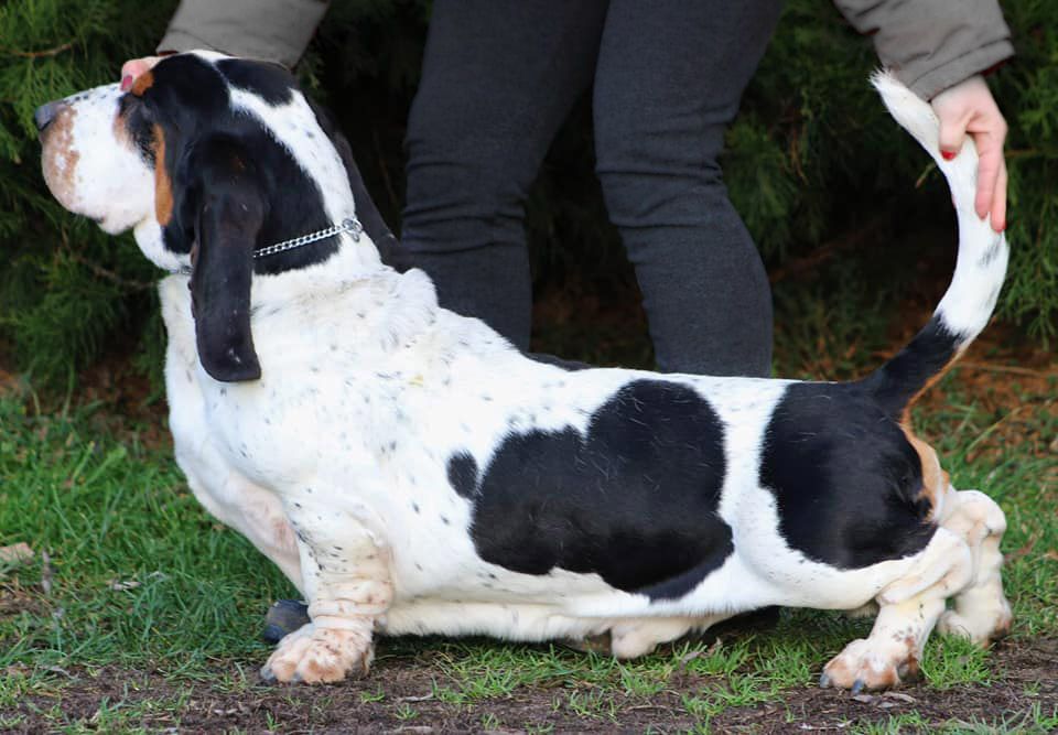 Yeti Z Polany Klapouchego | Basset Hound 