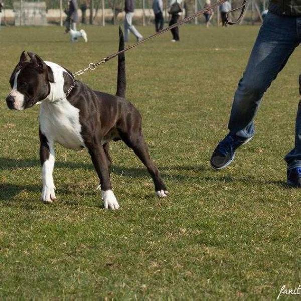 Black angel long step | American Staffordshire Terrier 
