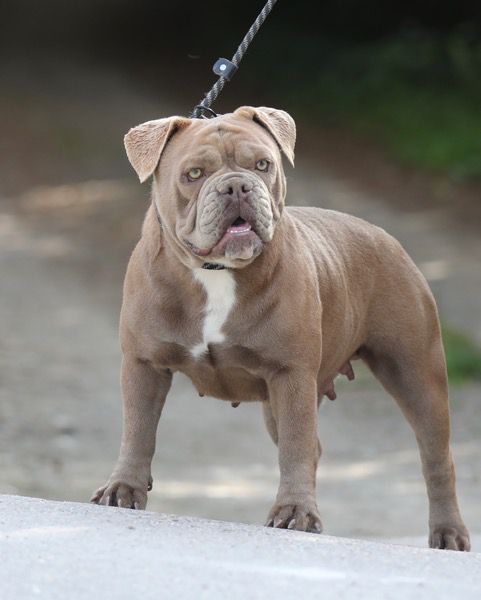 Ostergaard's Piper | Olde English Bulldogge 