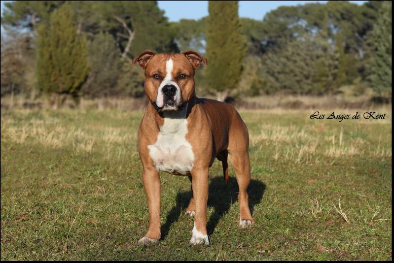 Marlow des Anges de Kent | American Staffordshire Terrier 