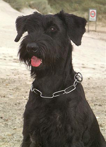 Lilie vom Nordexpress | Giant Schnauzer 