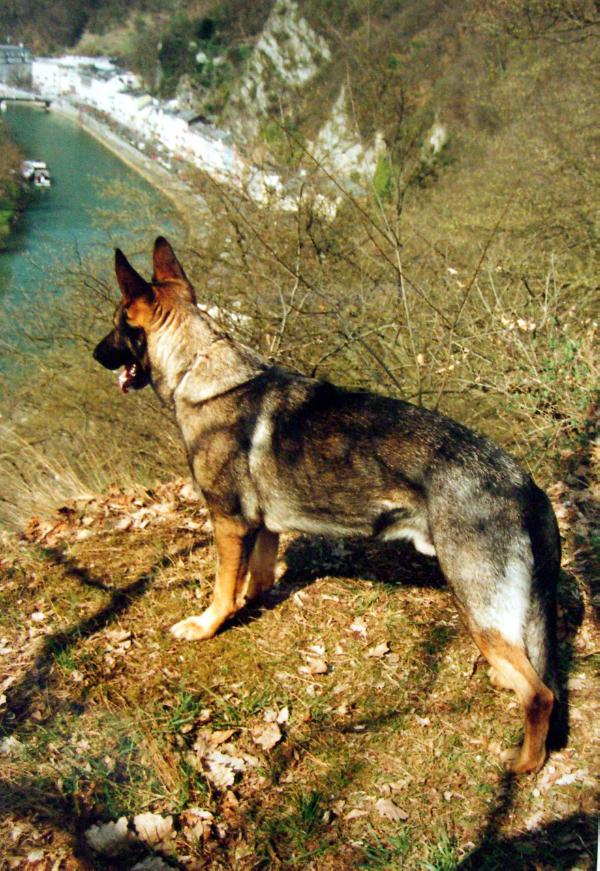 Don vom Hachenburger Löwe | German Shepherd Dog 