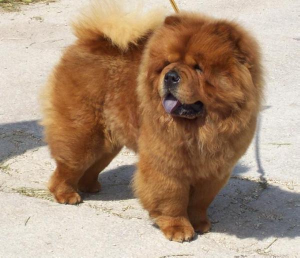 Kira | Chow Chow 