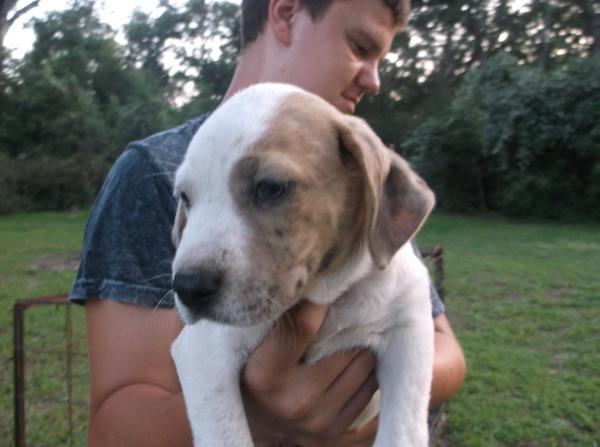 Gunslingers' Ranger | Catahoula Leopard Dog 