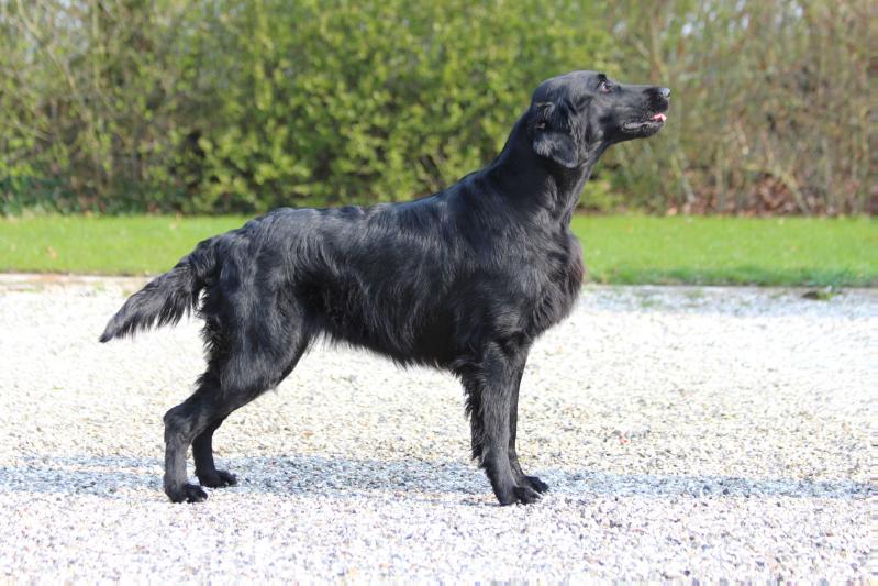 VERON VELVET GLAM PRINCESS | Flat-Coated Retriever 