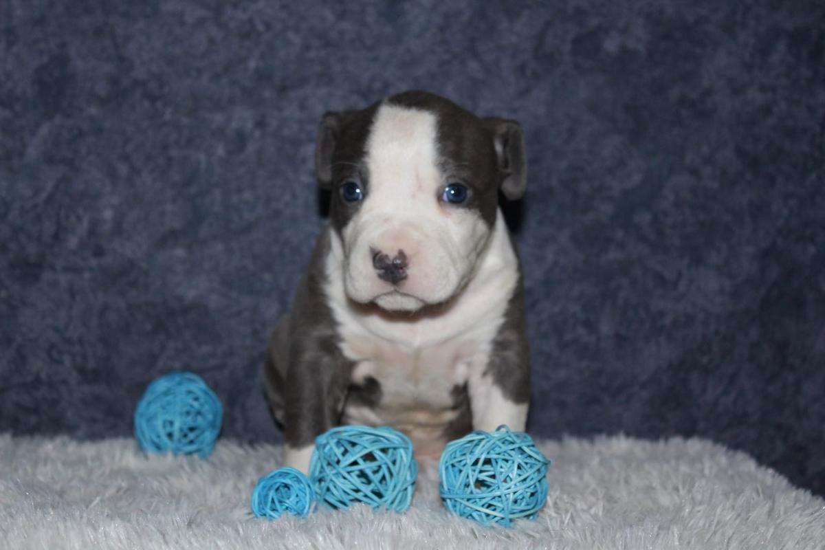 O.N.E. STAFF BELOVED BY ALL | American Staffordshire Terrier  O.N.E. STAFF BELOVED BY ALL | American Staffordshire Terrier