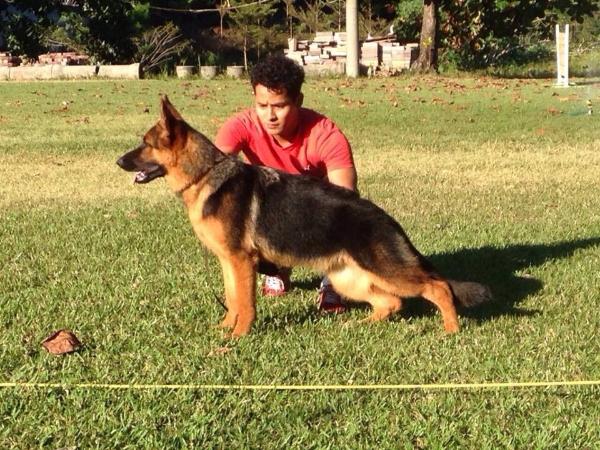 Team Leiksaid Sandra | German Shepherd Dog 