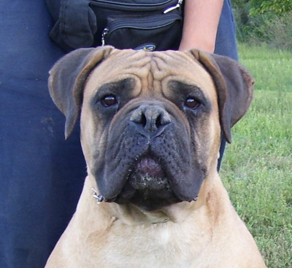 Hurkatöltési Mangó | Bullmastiff 